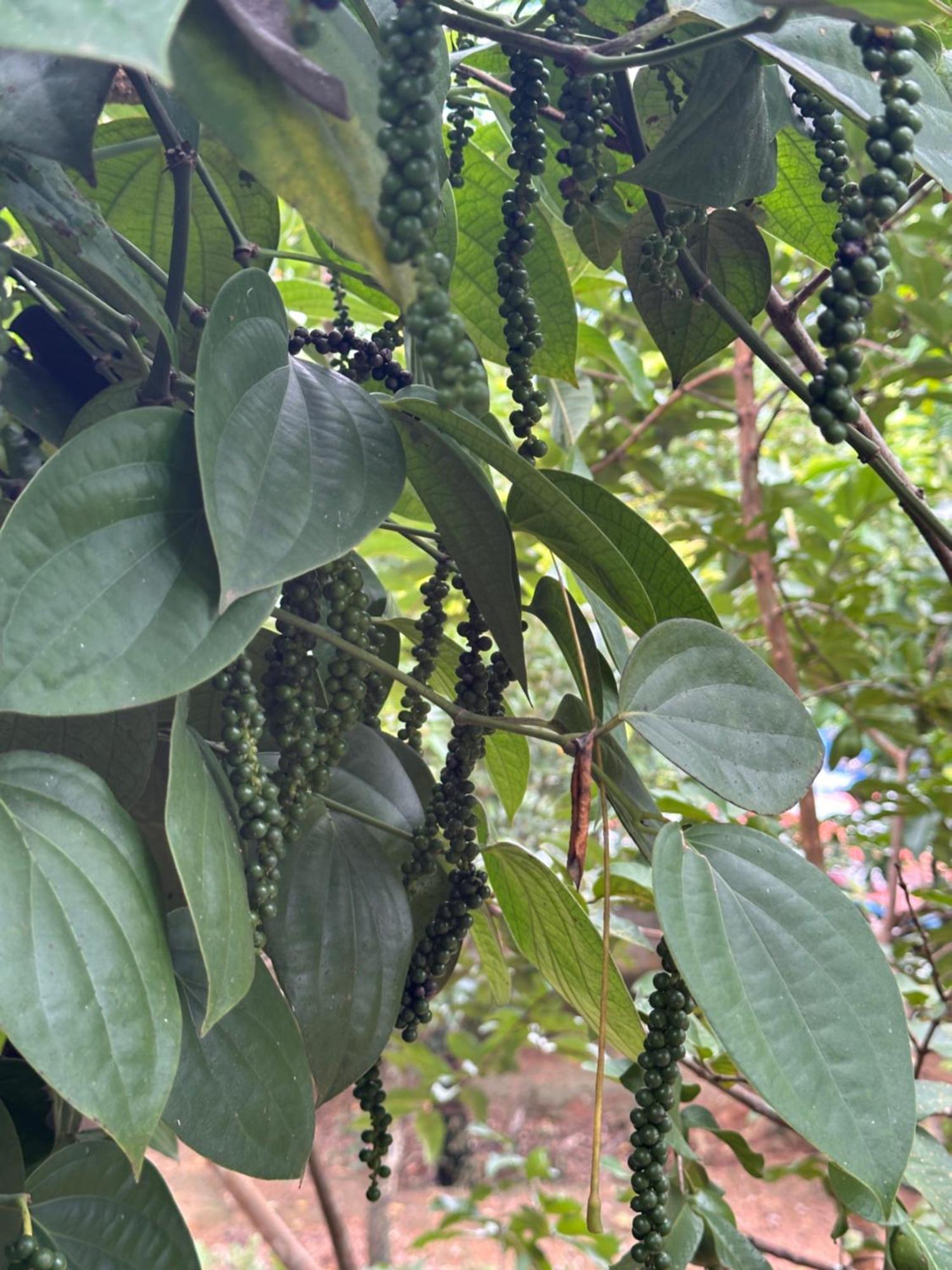 Kattil Farm Stay Varkala Thiruvananthapuram Exteriér fotografie