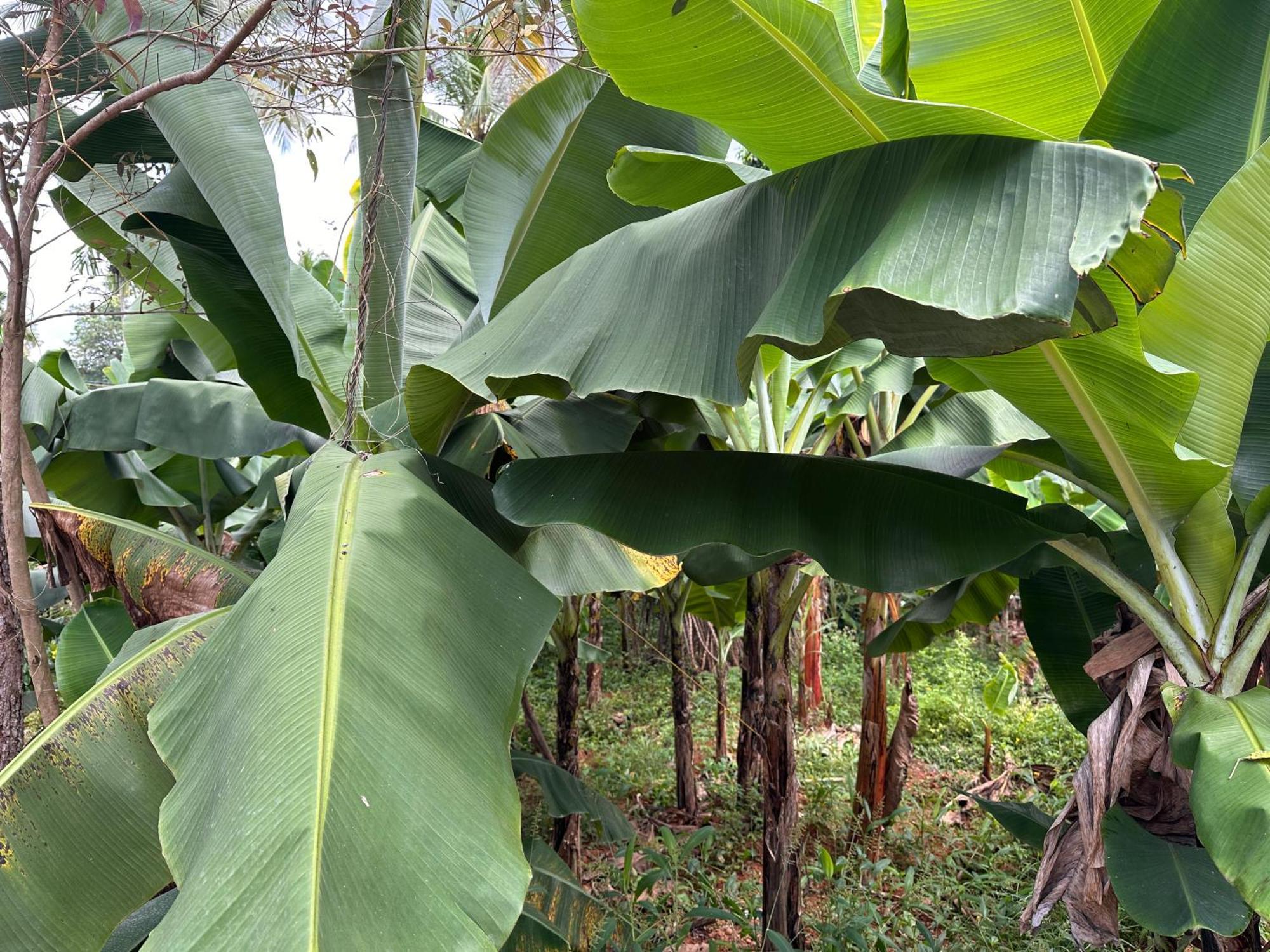 Kattil Farm Stay Varkala Thiruvananthapuram Exteriér fotografie