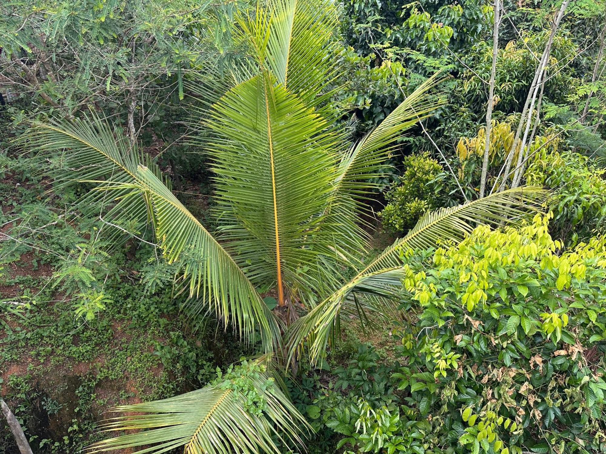 Kattil Farm Stay Varkala Thiruvananthapuram Exteriér fotografie