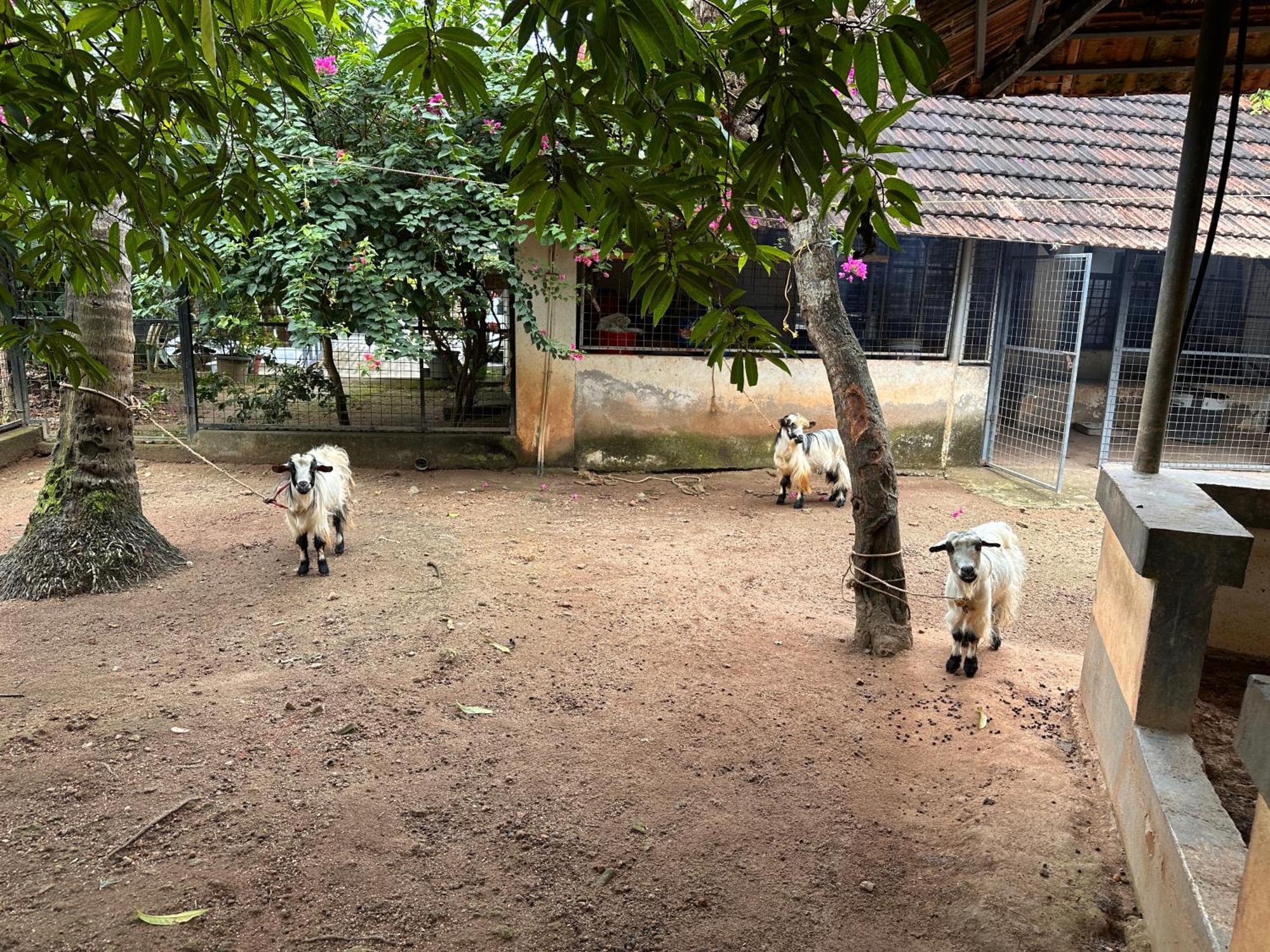 Kattil Farm Stay Varkala Thiruvananthapuram Exteriér fotografie