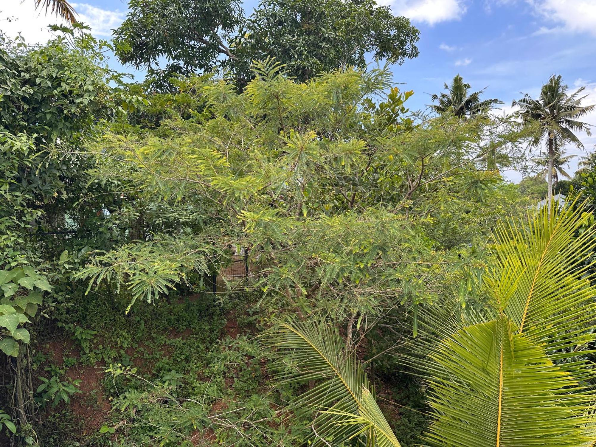 Kattil Farm Stay Varkala Thiruvananthapuram Exteriér fotografie