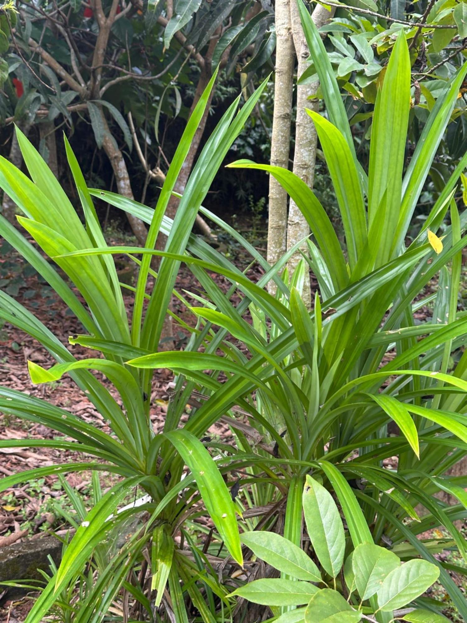 Kattil Farm Stay Varkala Thiruvananthapuram Exteriér fotografie