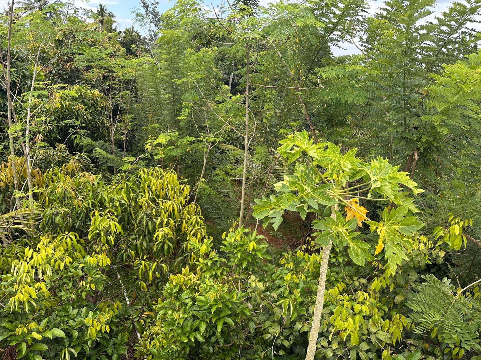 Kattil Farm Stay Varkala Thiruvananthapuram Exteriér fotografie