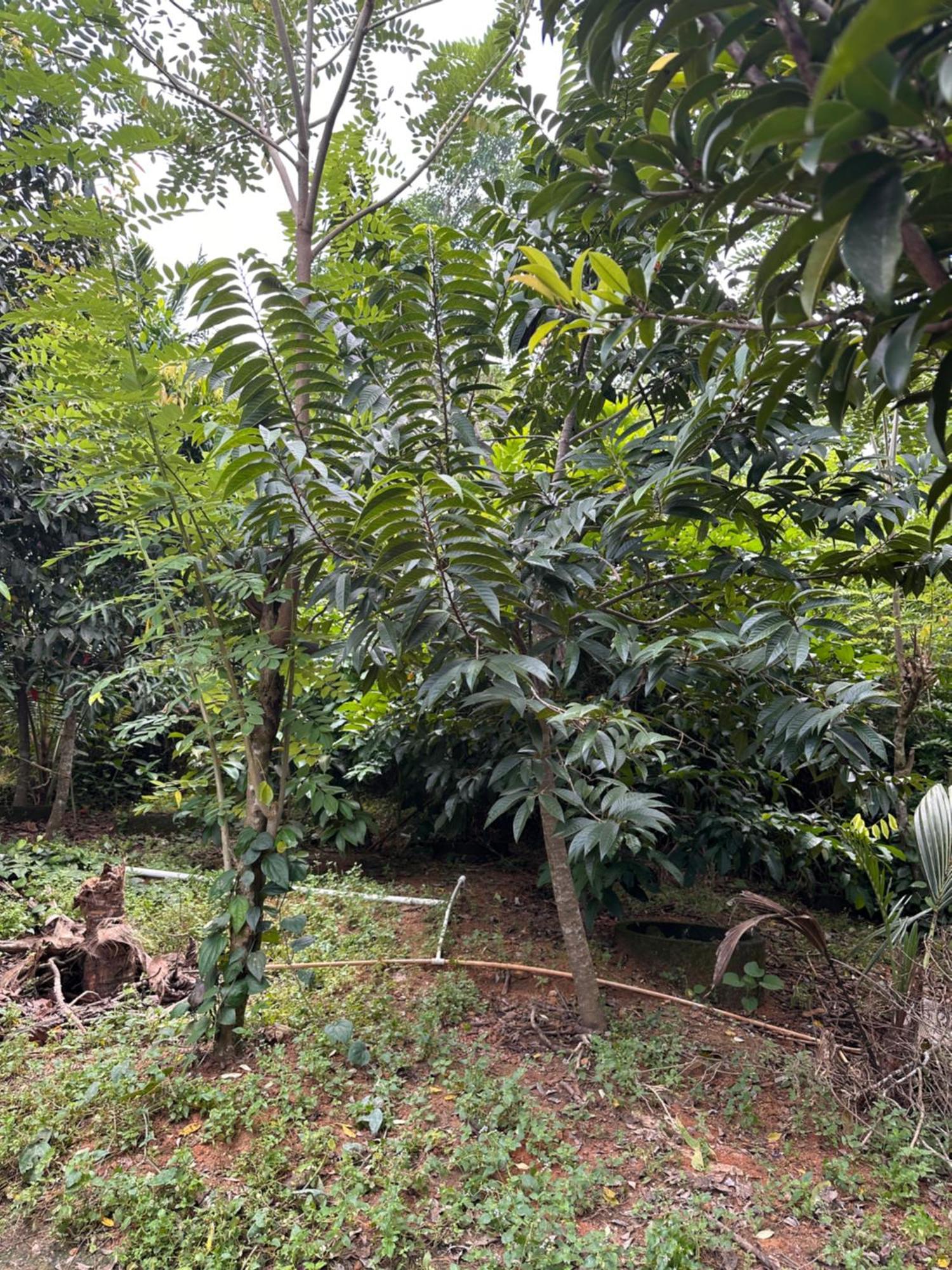 Kattil Farm Stay Varkala Thiruvananthapuram Exteriér fotografie