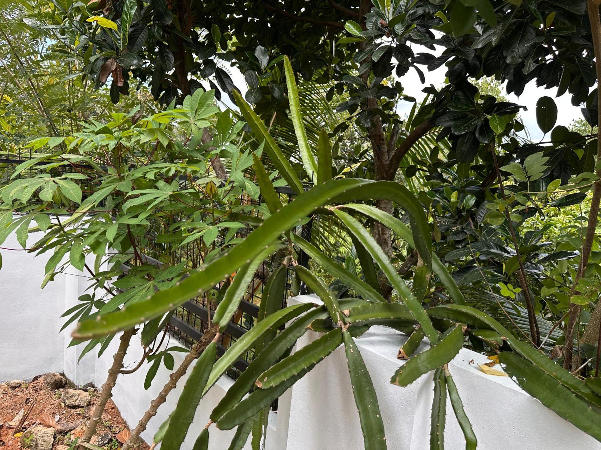 Kattil Farm Stay Varkala Thiruvananthapuram Exteriér fotografie