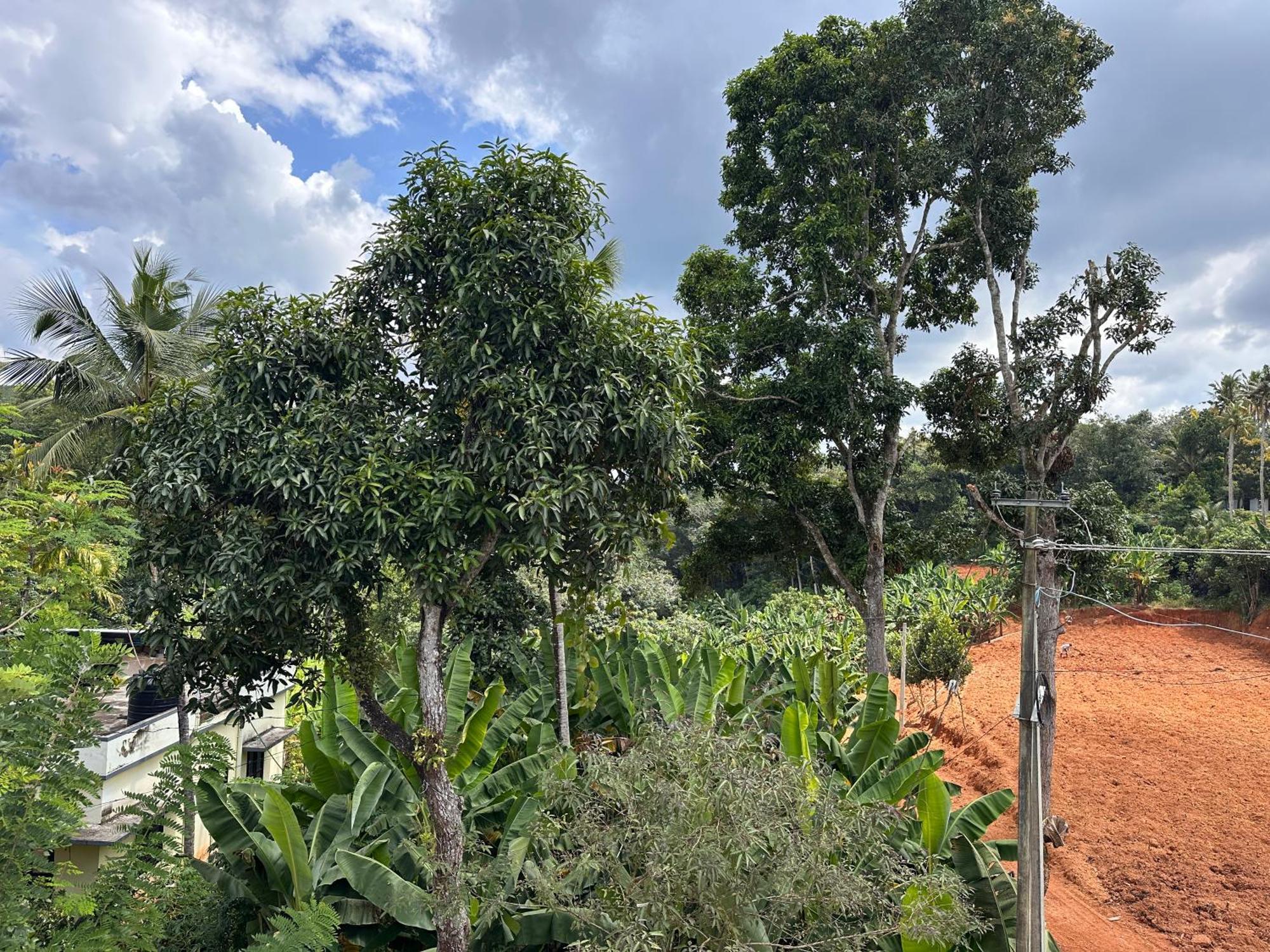 Kattil Farm Stay Varkala Thiruvananthapuram Exteriér fotografie